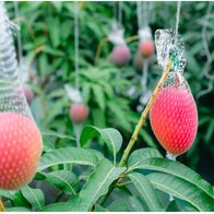 Hành trình trái xoài được một người Nhật nâng tầm bán hơn 5 triệu đồng/quả
