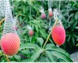 Hành trình trái xoài được một người Nhật nâng tầm bán hơn 5 triệu đồng/quả
